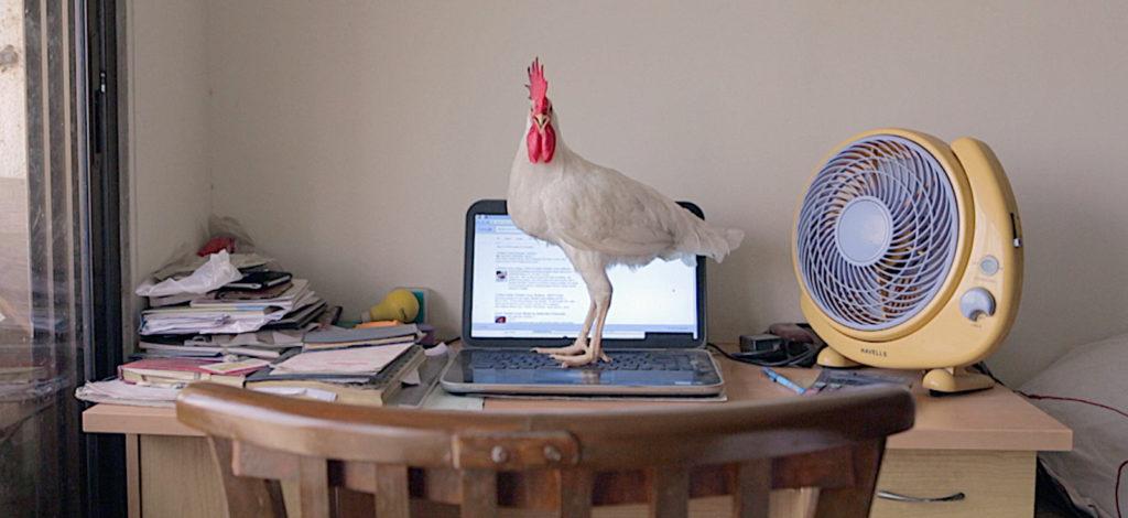 Kana aukinaisella läppärillä / A chicken on a laptop