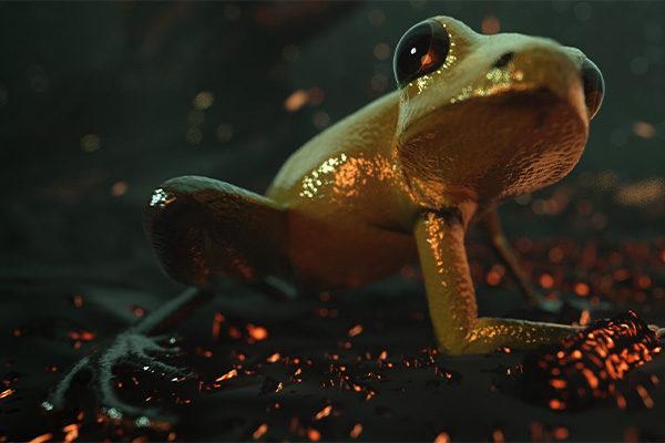 Sammakko / A frog