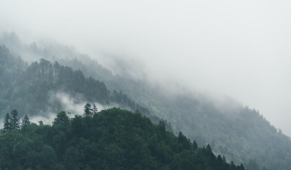 kuva sumuisesta metsästä, picture of a misty forest