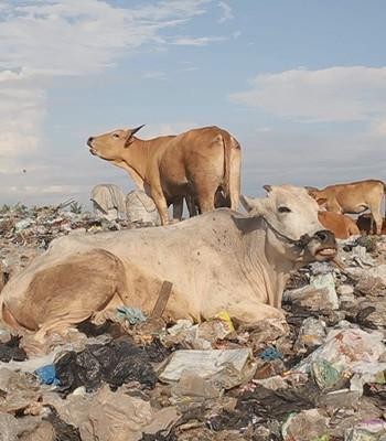 Lehmiä kaatopaikalla