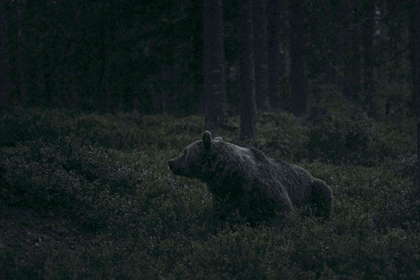 Karhu metsässä.