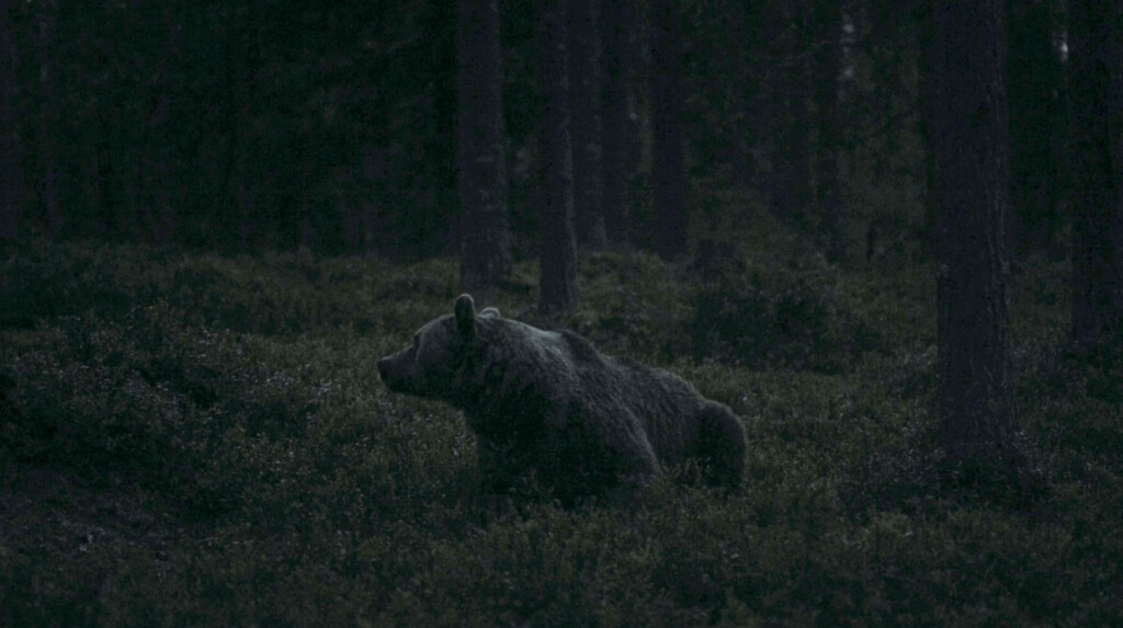 Karhu metsässä.