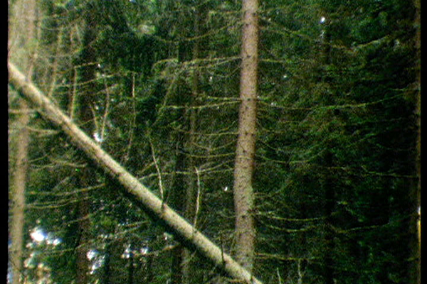 Filmikuva korkeasta mäntymetsästä, jossa yksi mänty on kaatunut vinottain kuvan poikki.