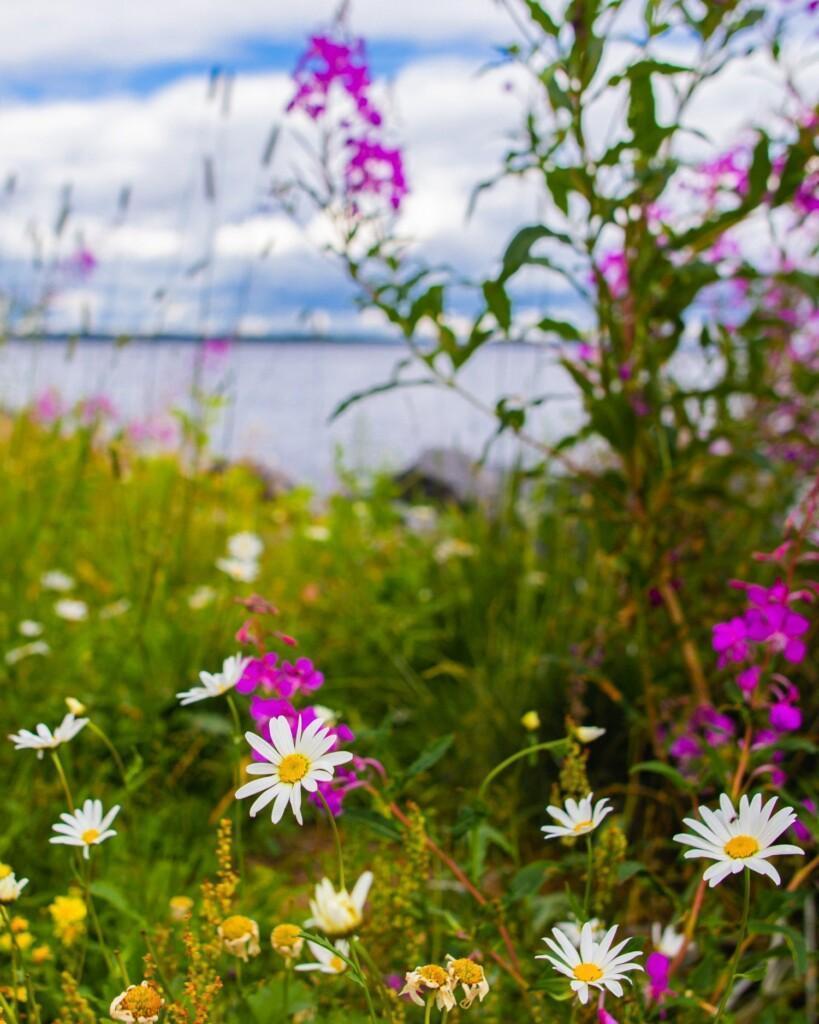 Kukkia järven edustalla.